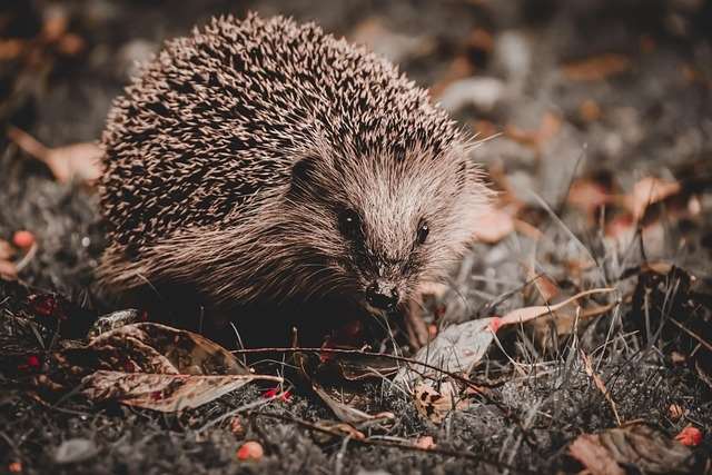 hedgehog-7253331_640