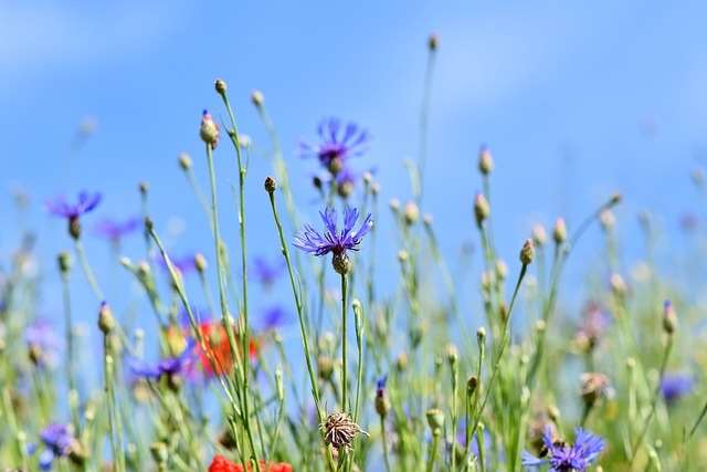 mountain-bluets-3440640_640