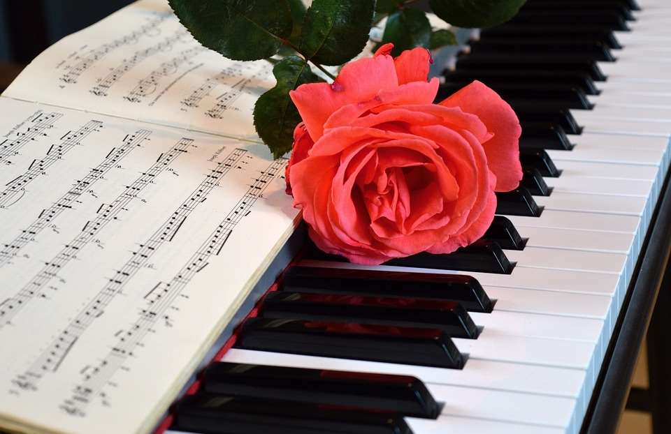 piano noder rose